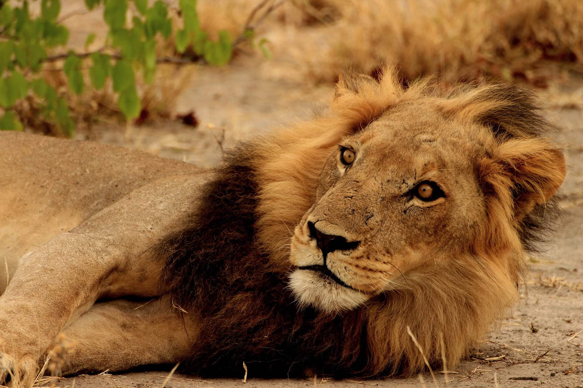 suedafrika-krugerpark-loewe