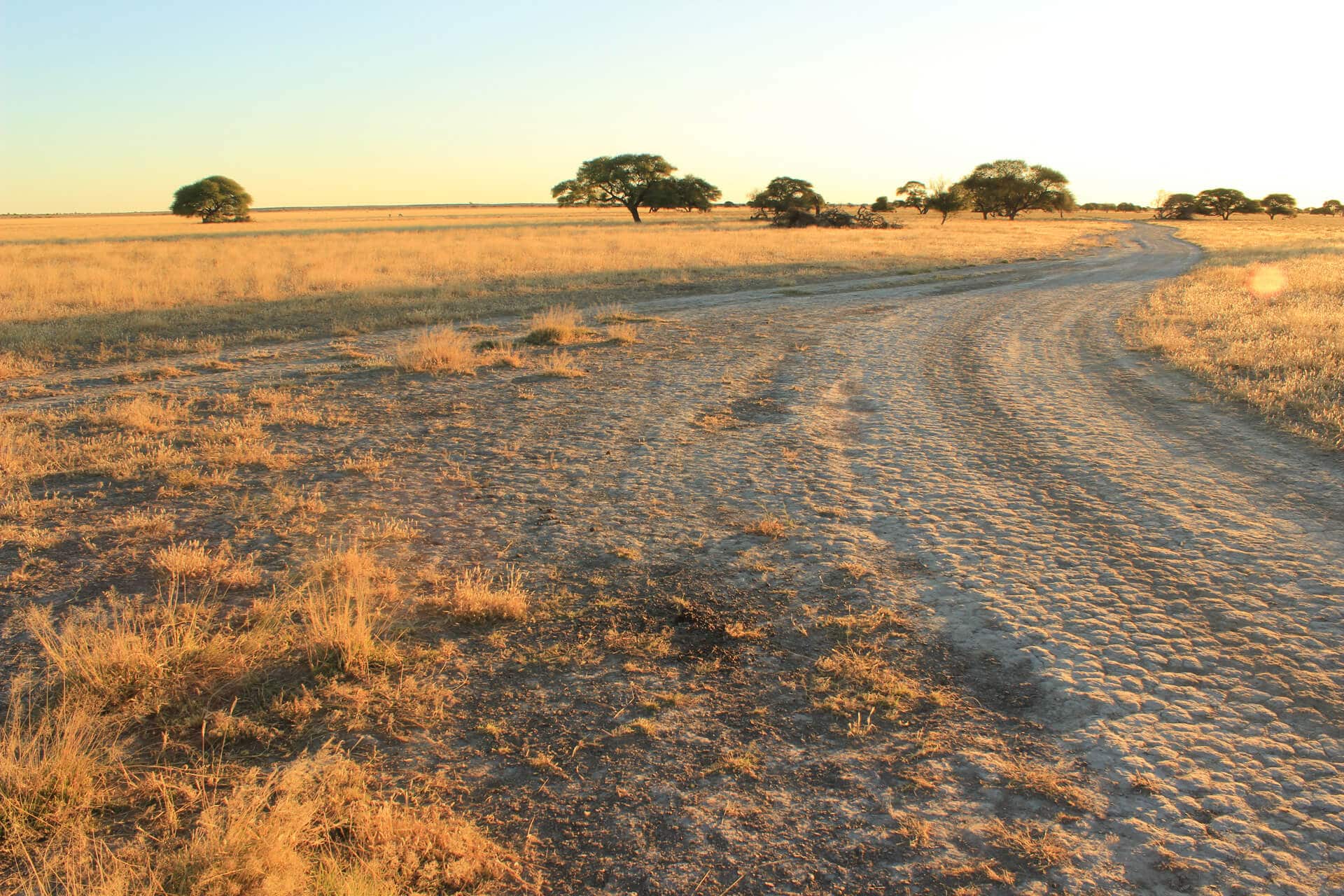 Landschaft im Central Kalahari Game Reserve