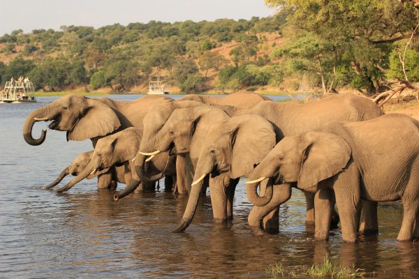 Elefanten Am Chobe River