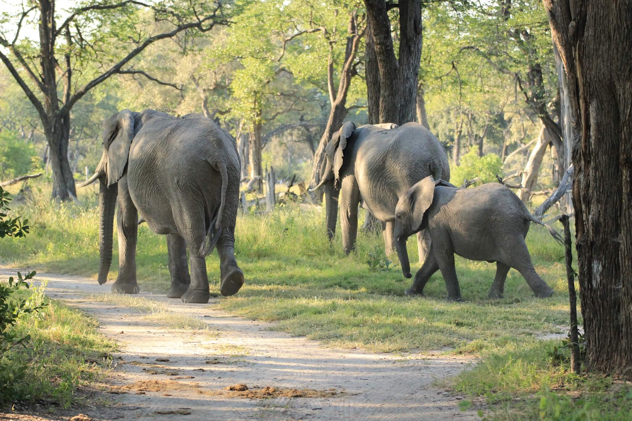 Elefanten im Moremi Game Reserve