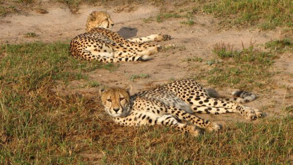 Geparden Beim Ausruhen | Mala Mala Game Reserve