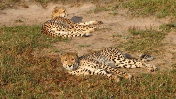 Geparden beim Ausruhen | Mala Mala Game Reserve
