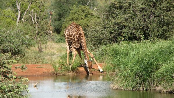 Giraffe Beim Trinken