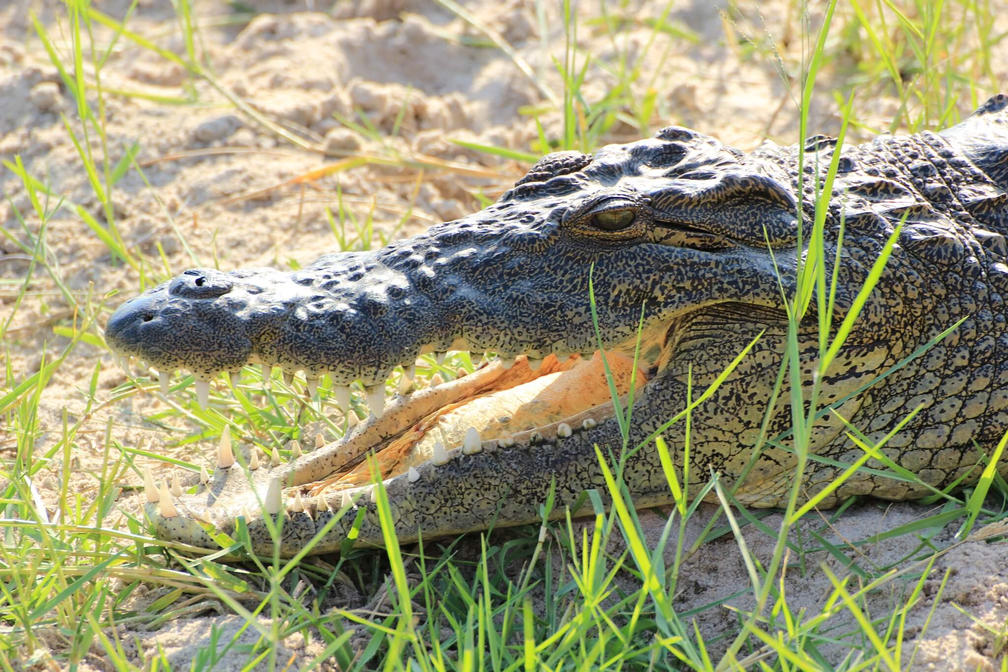 Krokodil in Detailaufnahme