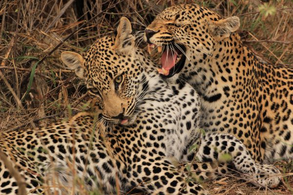 Zwei Leoparden Beim Spielen