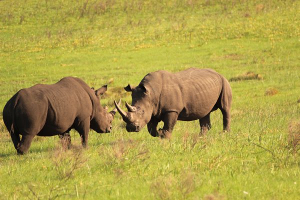 Zwei Nashornbullen Im Kampf