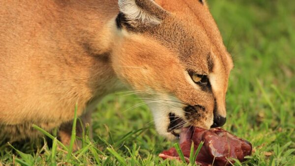 Servalkatze Beim Fressen
