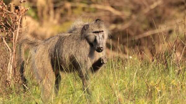 Pavian Im Isimangaliso Wetlands Park