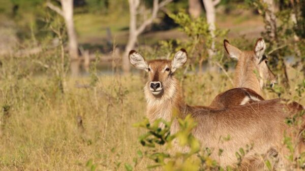 Wasserbock Im Isimangaliso Wetlands Park