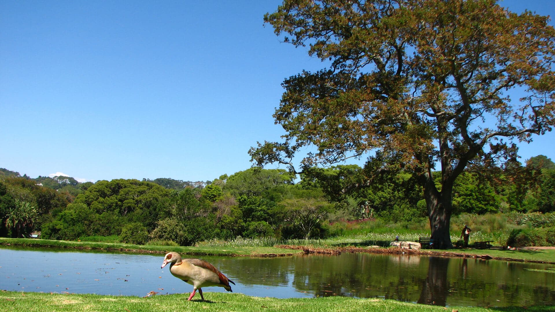 suedafrika-kapstadt-kirstenbosch-botanical-garden