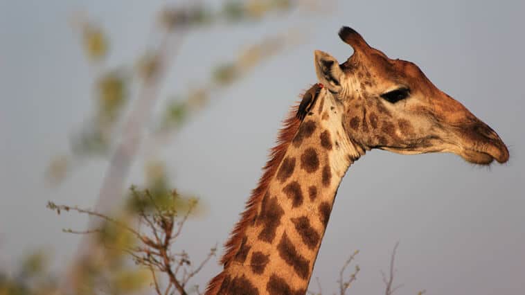 suedafrika-kruger-park-giraffe