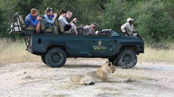 Suedafrika-kruger-park-loewe-vor-safari-fahrzeug