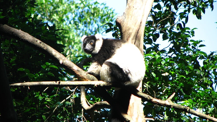 Affe im Baum auf Monkeyisland