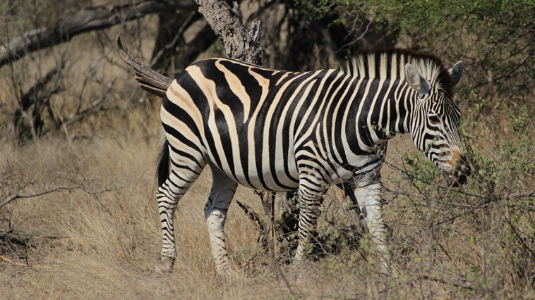 suedafrika-sabi-sand-zebra