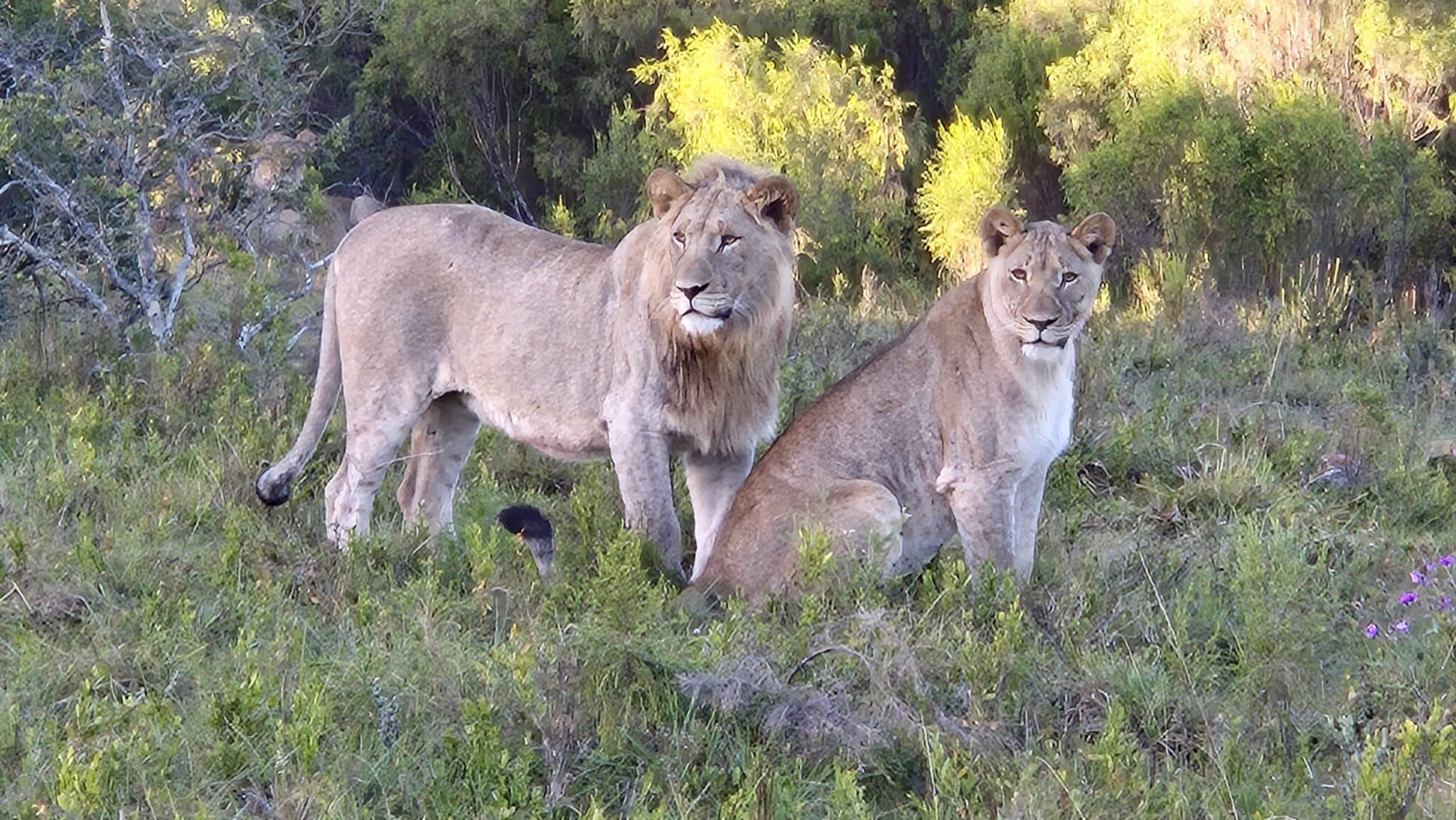 Home 54 Individualreise Südafrika – Selbstfahrer