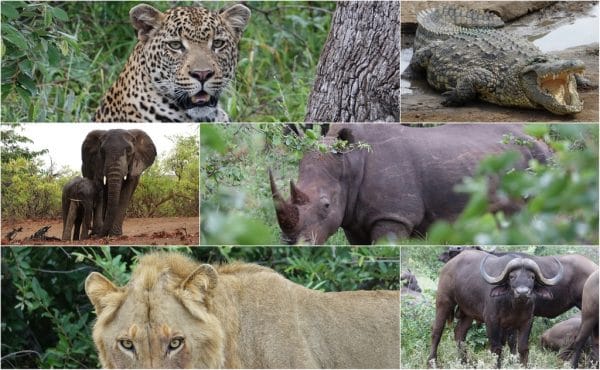 Collage Der Big Five Von Afrika Inkl. Krokodil