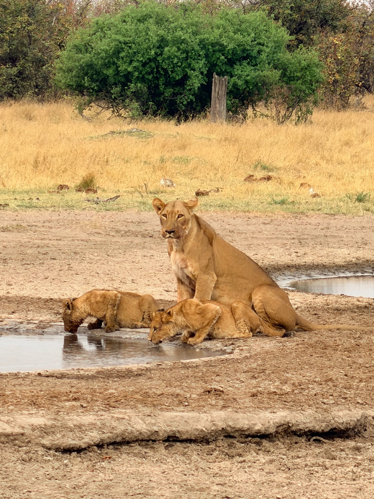 Botswana Complete Flugsafari