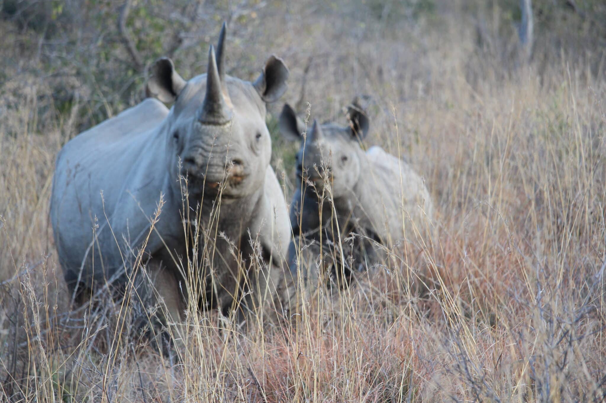 Norden Südafrikas (Timbavati, Leshiba, Welgevonden, Madikwe), Mietwagenreise