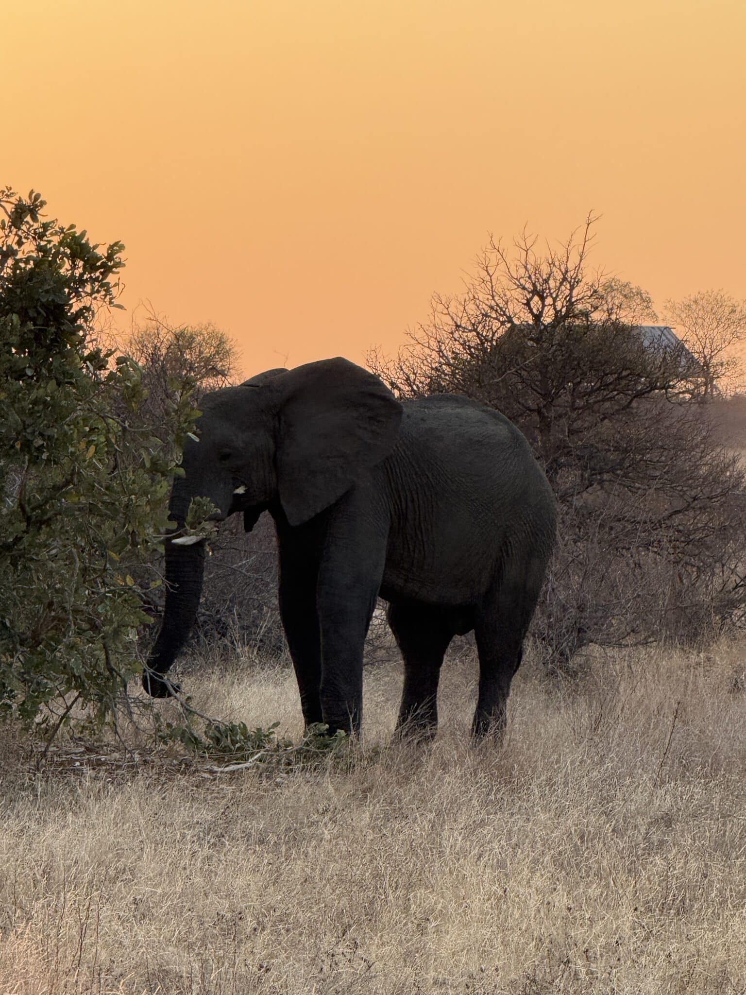 Krüger Park und Garden Route