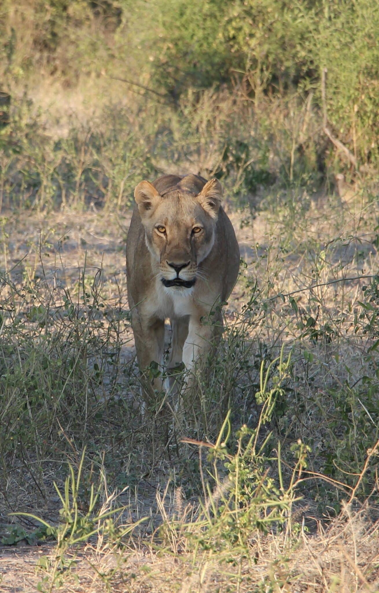 „Chobe“ Mietwagenreise – Selbstfahrer