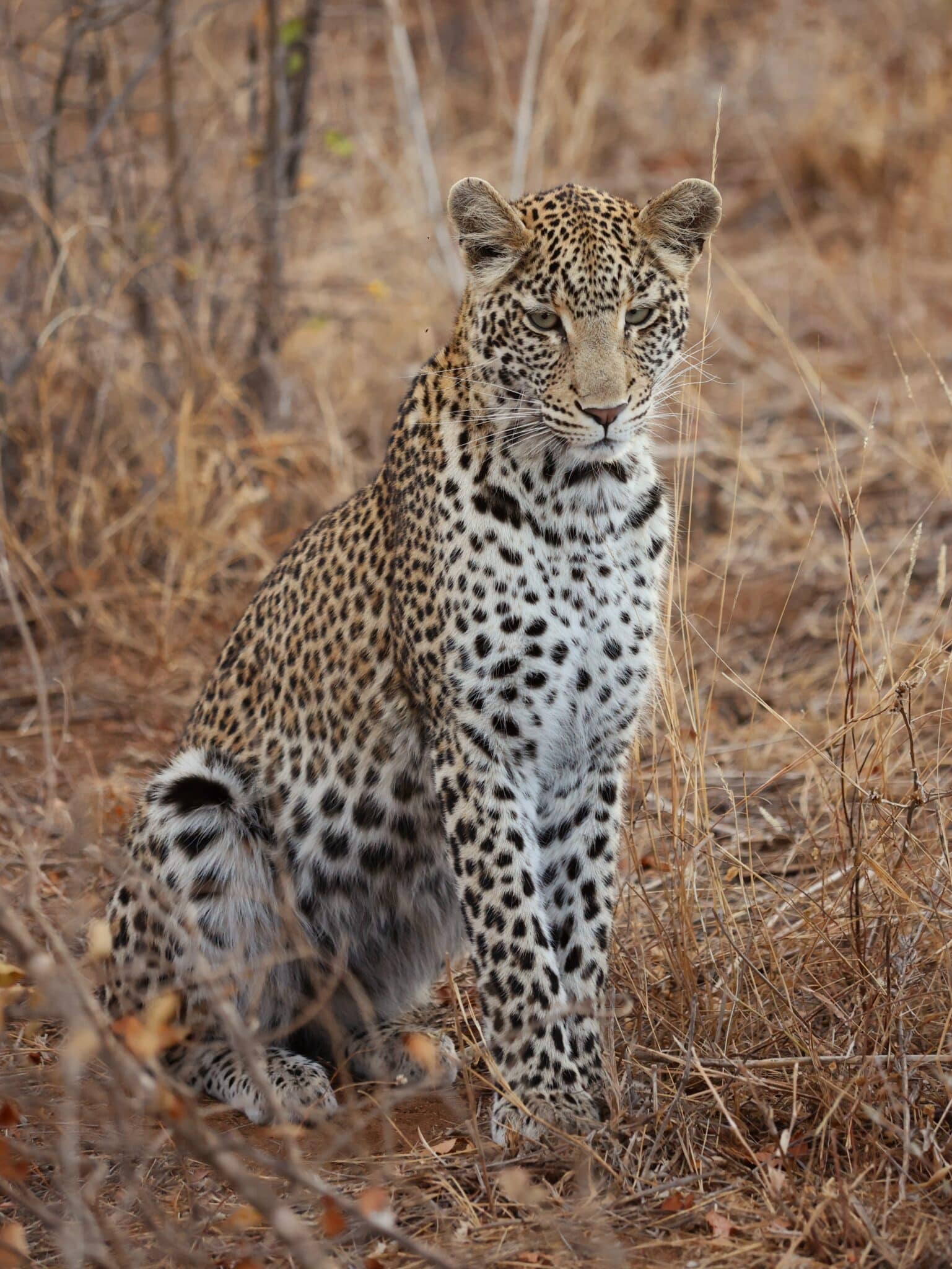 Südafrika Highlights