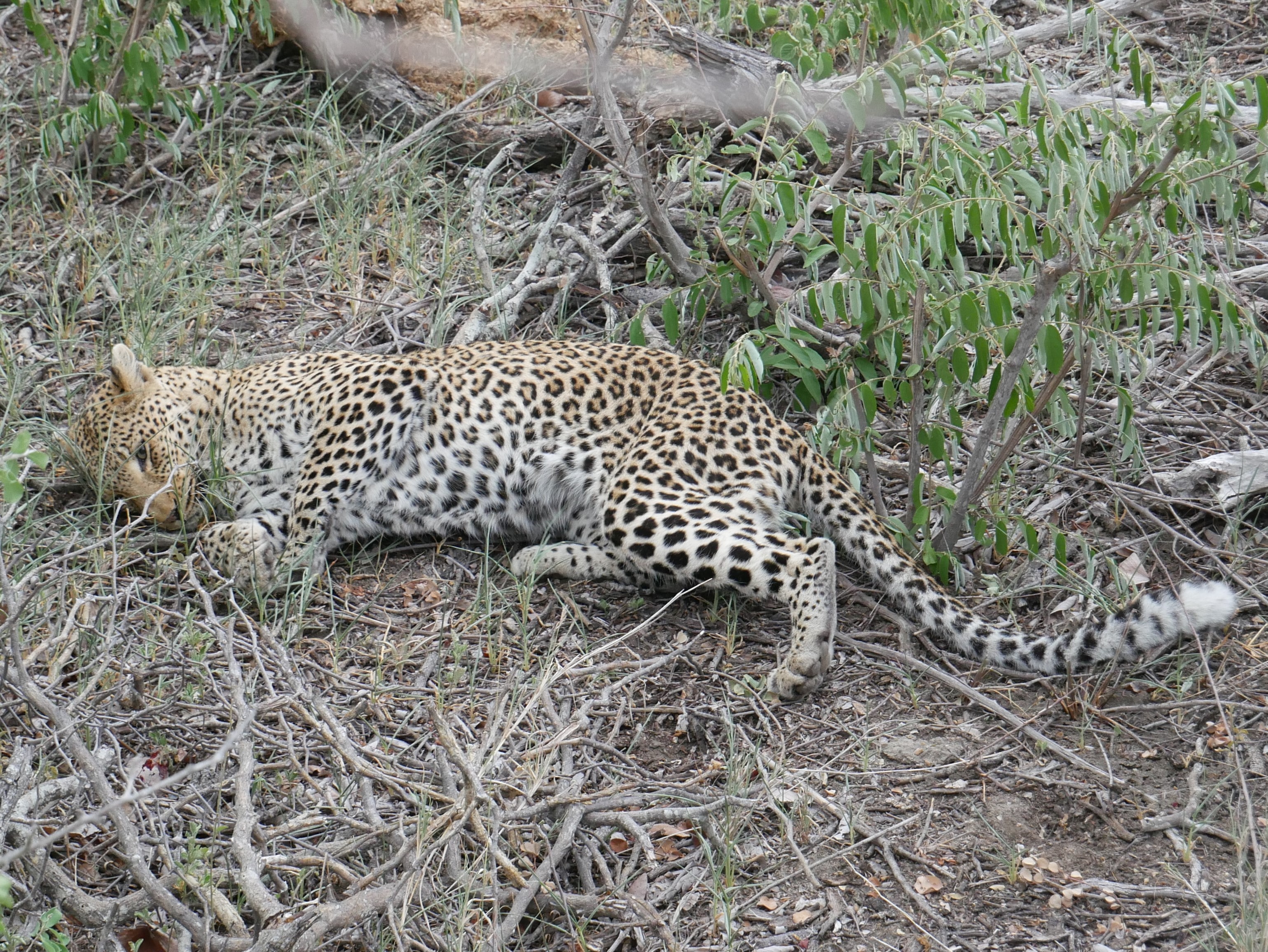 liegender Leopard im Unterholz