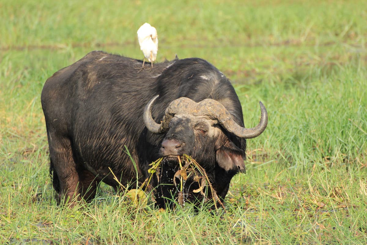 Büffel mit Büffelweber auf dem Rücken