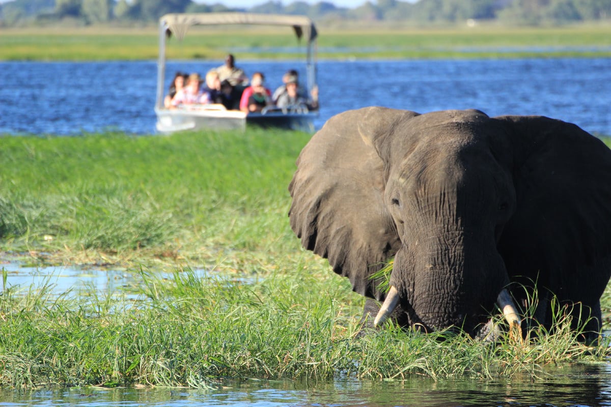 Elefant im Chobe River