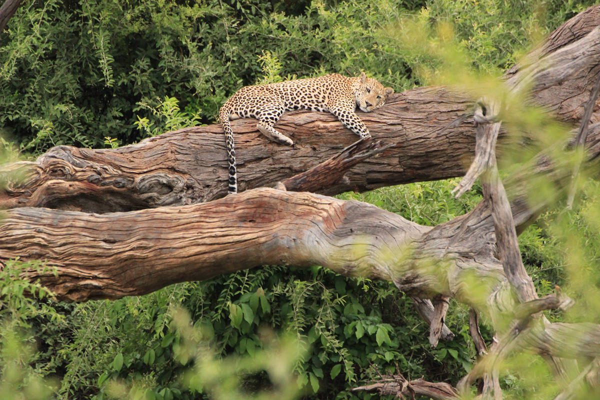 Leopard schläft auf Baum