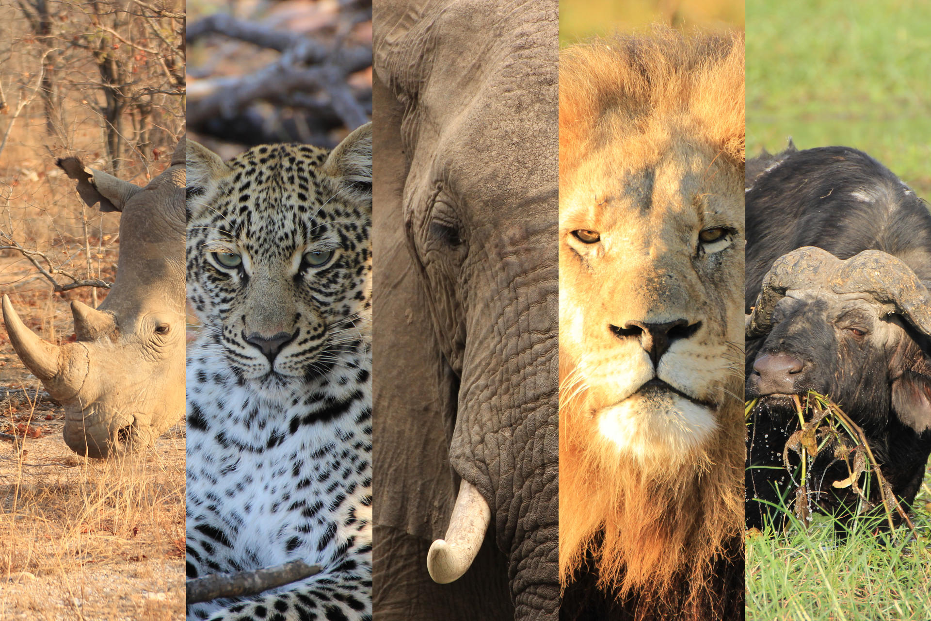 Big Five - Löwe | Elefant | Leopard | Nashorn | Büffel