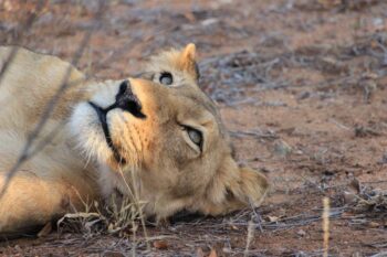 Löwe träumt vom fressen