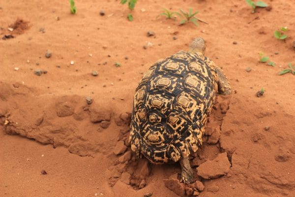 Leopardenschildkröte