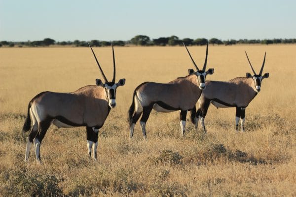 Oryx Antilopen Im Central Kalahari Game Reserve