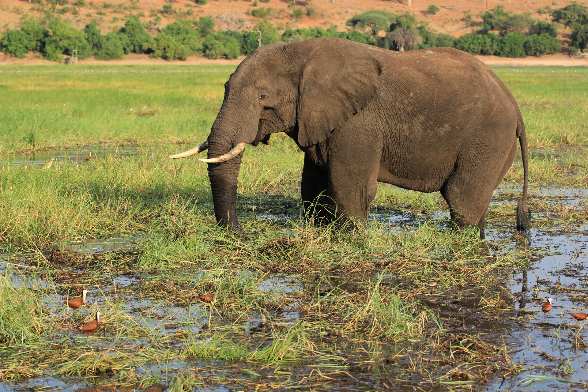 Elefant wadet durch den Chobe River