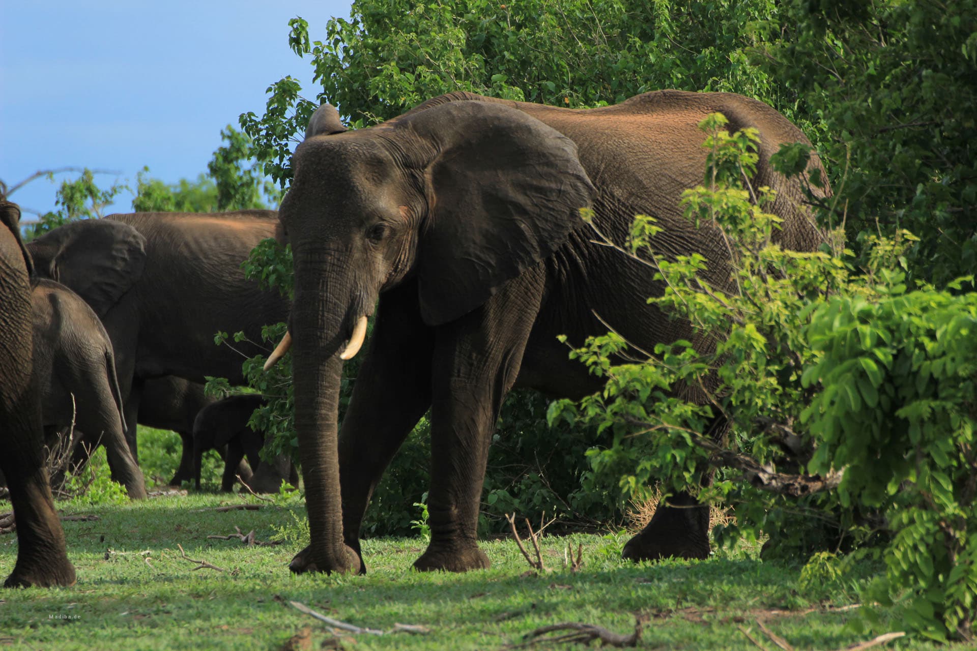 Elefant im Chobe Forest Reserve