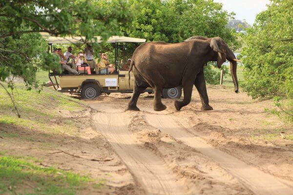 Elefanten Auf Safari Im Chobe National Park