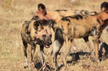 Rudel Wildhunde im Chobe Park