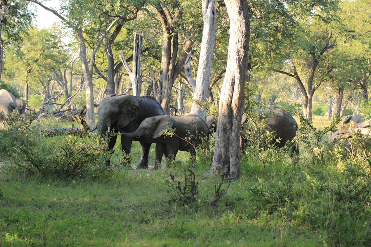 Elefanten im Moremi Game Reserve