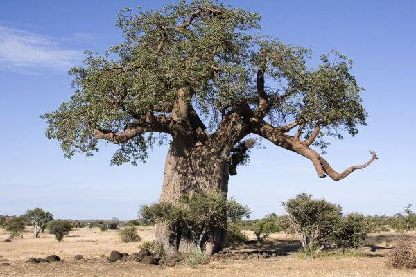 Baobabs - Affenbrotbaum In Voller Bracht
