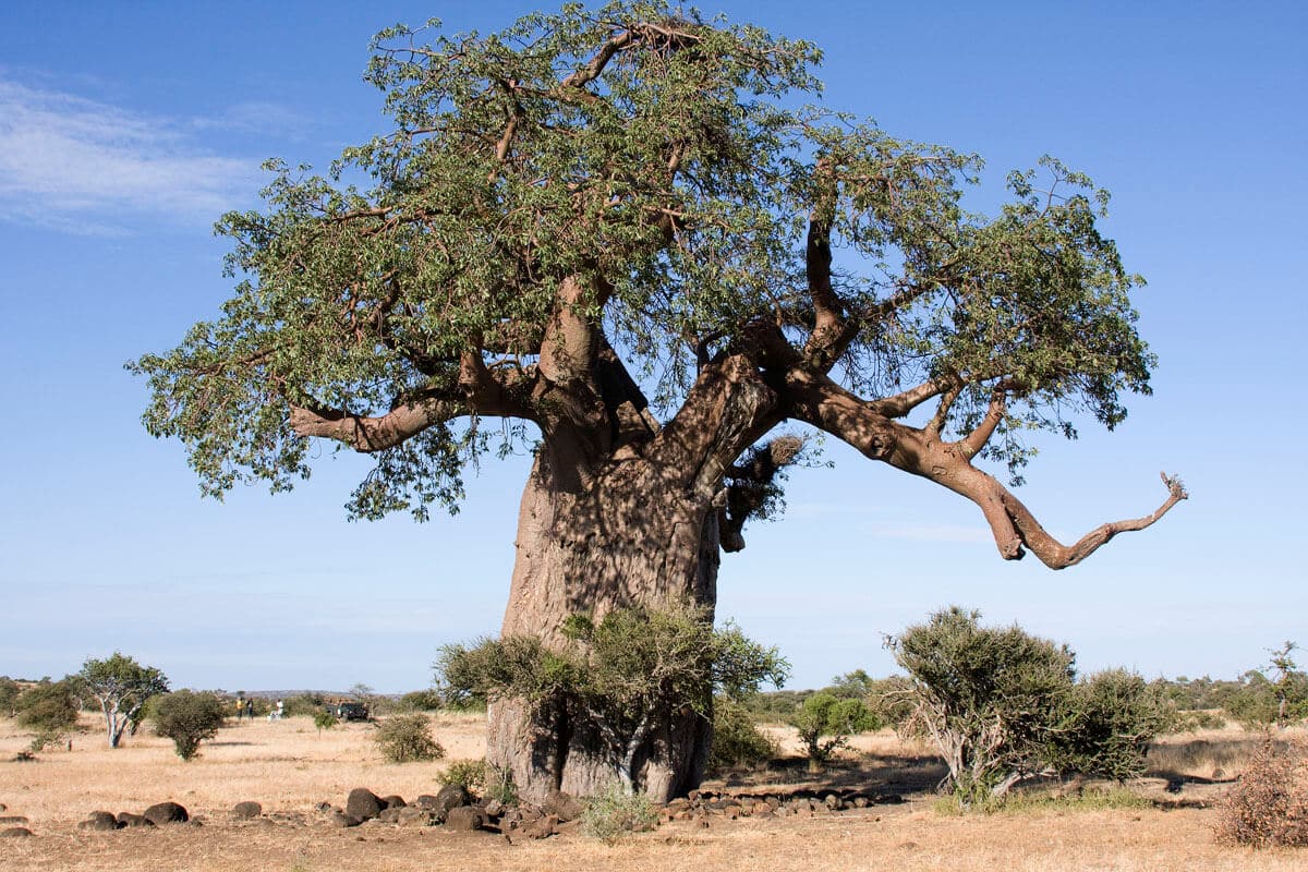 Baobabs - Affenbrotbaum in voller Bracht