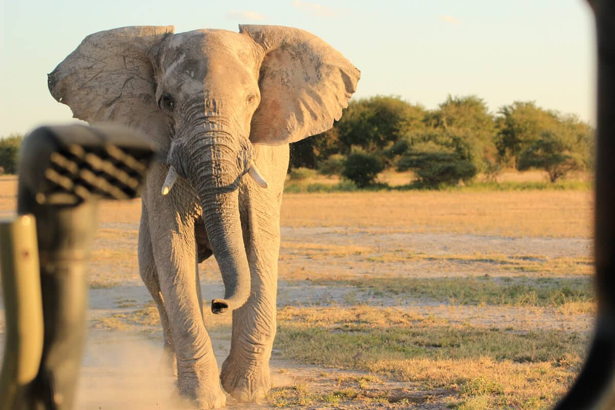 Elefant im Nxai Pan Nationalpark