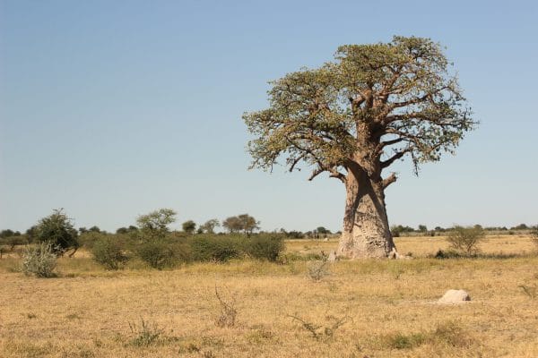 Baobab Im Nxai Pan Nationalpark