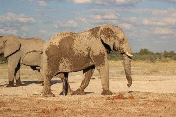 Elefant Im Nxai Pan Nationalpark