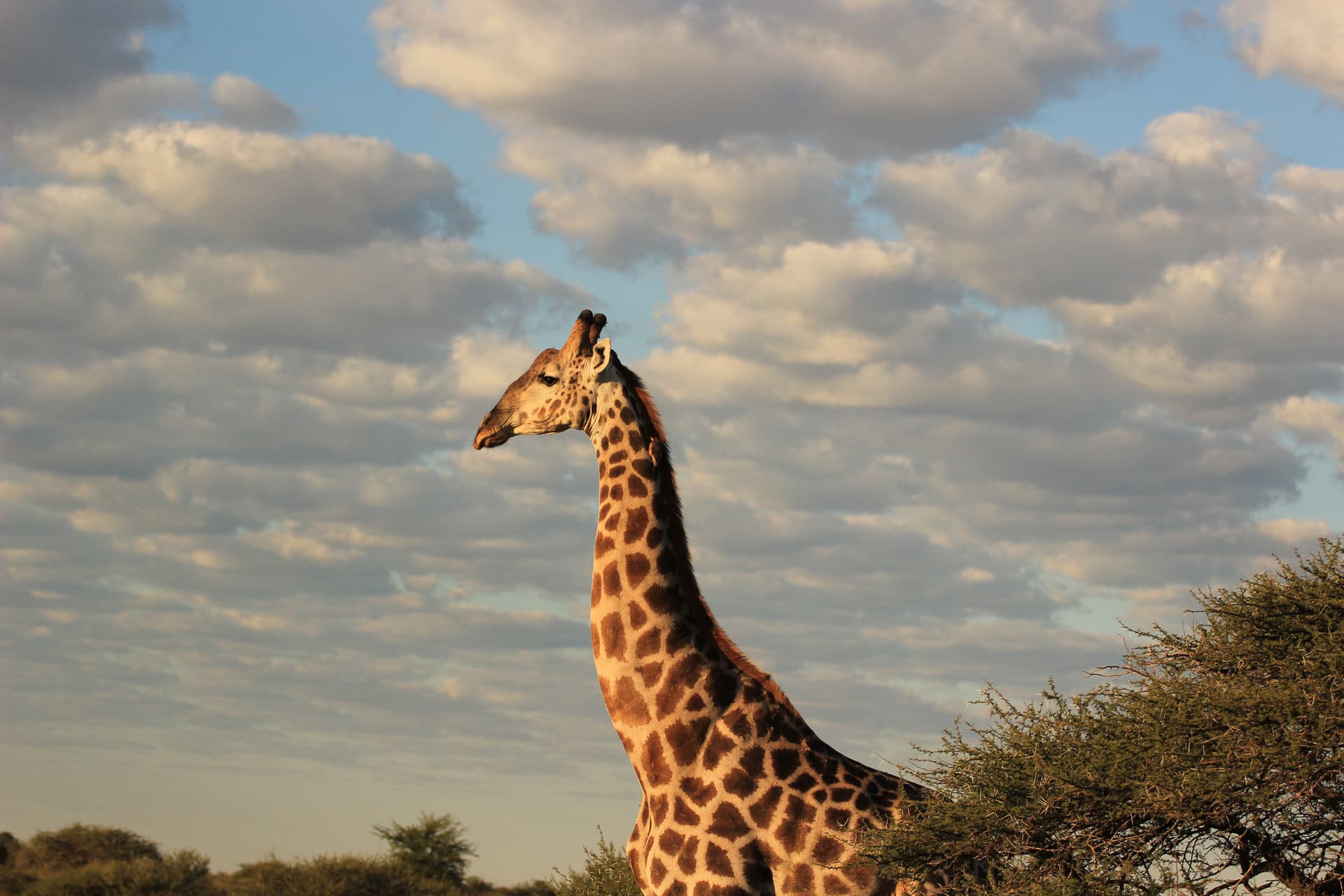 Giraffe im Nxai Pan Nationalpark