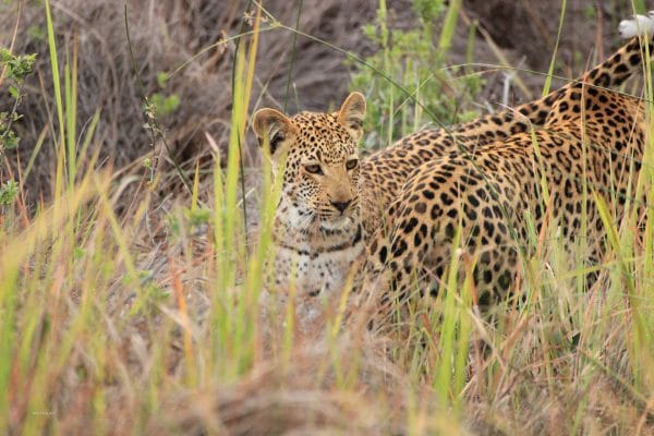 Leoparden Im Okavango Delta