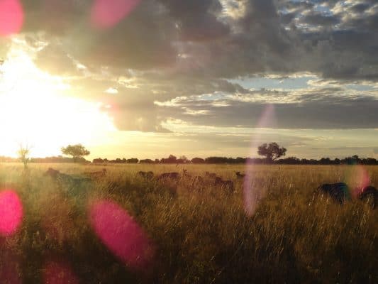 Sonnenuntergang Und Zebras