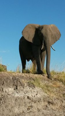 Elefant Vor Blauem Himmel