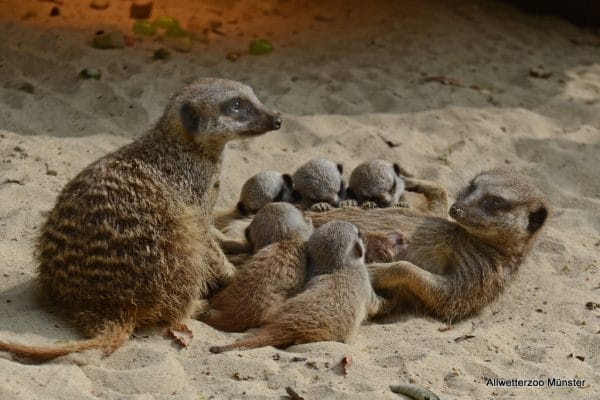 Baby-Erdmännchen