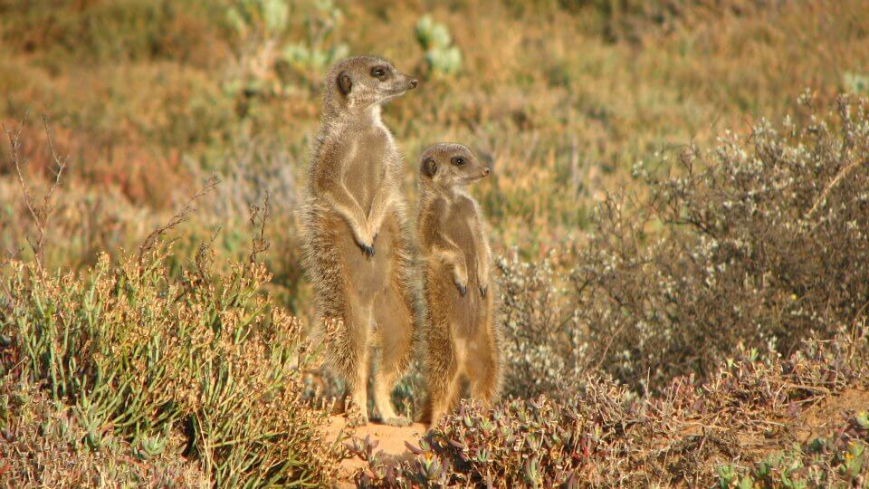 bildergalerie-s-dliches-afrika-kostenlose-afrikanische-bilder