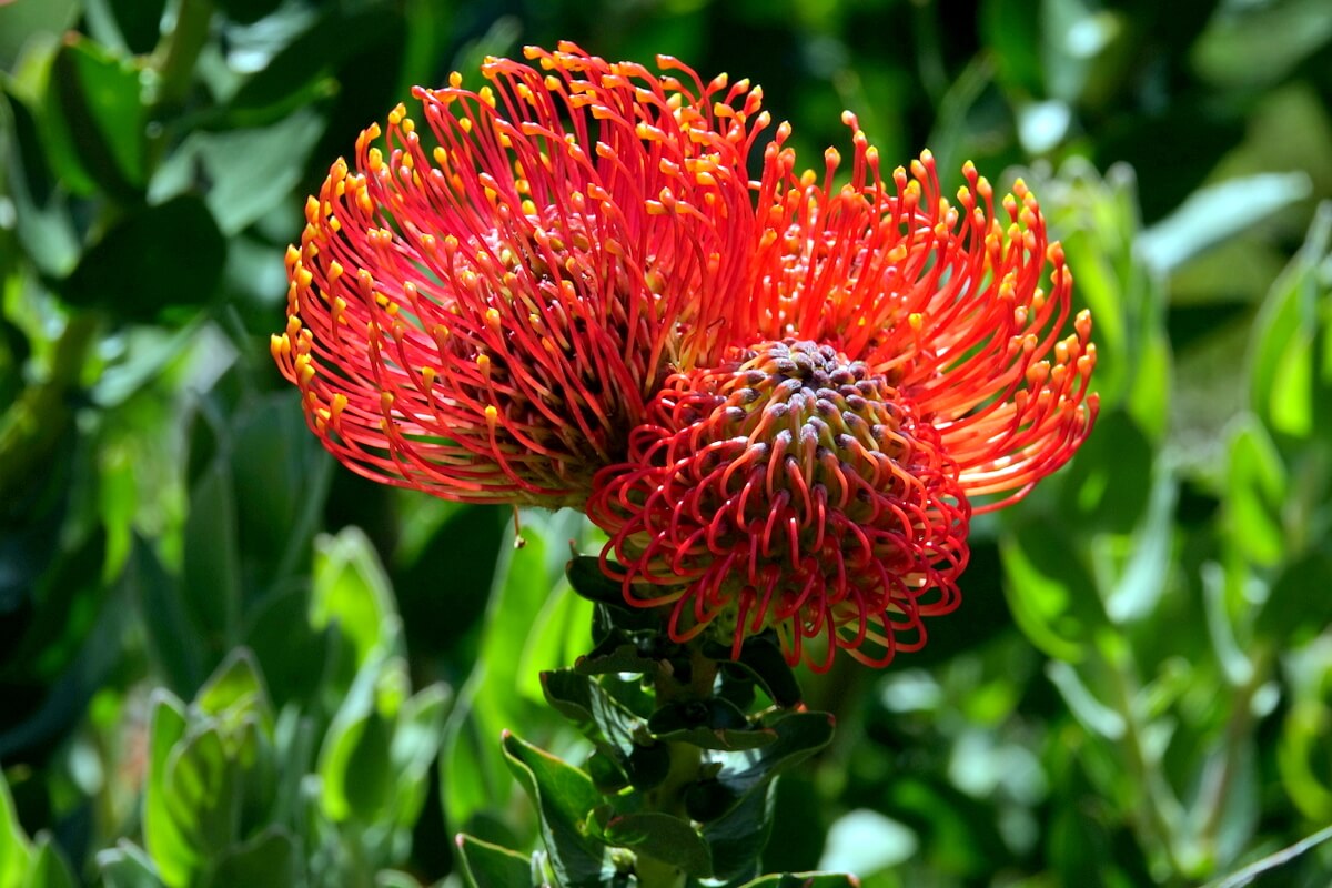 Fynbos Nadelkissen: Protea Blüte in Nahaufnahme